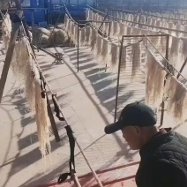 自制作纯红薯粉条