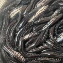 黑鱼销售，黄骨鱼，