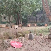 中蜂土蜂蜜，荔枝，龙眼，百花