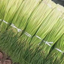 产区红帽蒜薹代发全国各地市场电商需要的老板联系