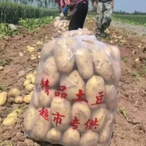 黄心土豆