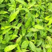 草蔻