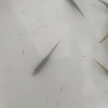 白斑狗鱼苗