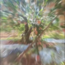 长短枝红富士，早熟嘎啦果