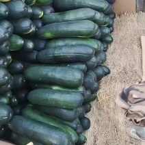 广西坛洛黑皮冬瓜，肉厚、汁甜、耐储运，好瓜不愁卖！