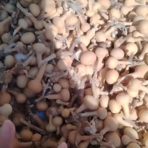 草里金葫芦