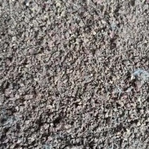 红枣粉高糖份育肥快喂牛羊鸡鸭鹅都可以吃