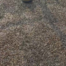 本地泥鳅100条以下