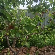 河北省邢台市市巨鹿县夏旧城村金太阳杏