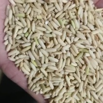湖南衡阳本地糙糯米产地直供酿酒专用颗粒饱满杂质少