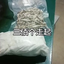 贵州虫草