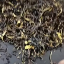 乌龙茶