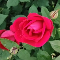 食用玫瑰🌹