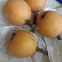 西坝向荣枇杷