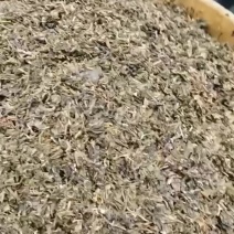 茶叶渣子