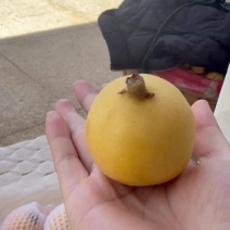 莆田白玉枇杷非常甜大果货源充足