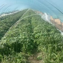 哈蜜苗、高剪、大田、拔苗、基地育苗天天出苗25至30公分