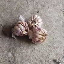 紫皮大蒜
