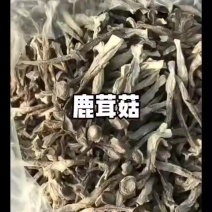 鹿茸菇干货批发特价大量到货价格美丽质量好批发零售
