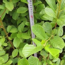 川滇桤木，（水冬瓜）高60-100cm