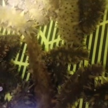 河北大清河海参苗