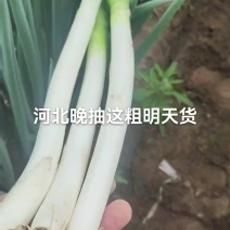 大葱