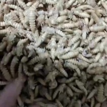 大麦虫蛹虫蛹黄金蛹
