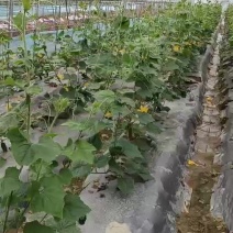 毛节瓜