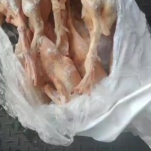 二级全鸭15吨