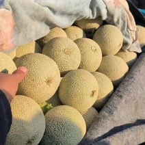 山东莘县的井腾，库拉，牛三，鲁厚甜网文甜瓜大量上市