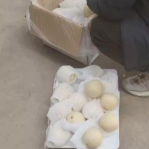 皇冠梨基地