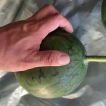 随手切瓜验货，小糖丸西瓜