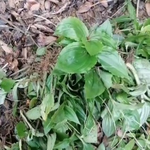 纯野生新鲜见血清批发广东四川贵州重庆云南中草药