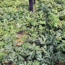 盖州精品锦王