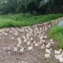 随时可以出手
