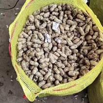 广东徐闻鲜花生两粒白，大量供应，保质保量，欢迎订购。