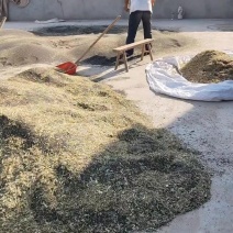 油菜籽