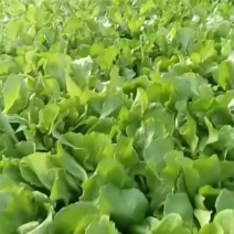 小盆菜