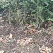 小叶女贞色块苗小叶女贞毛球