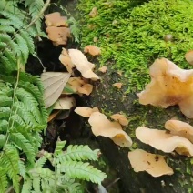 野生杂木耳
