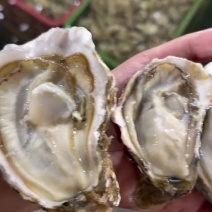 山东生蚝小精品可高压锅可自助餐豆豆-5+