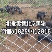 批发北京黑猪小猪