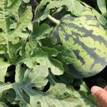 **的锦王，王中王