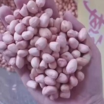 花生米花生油料货