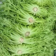 苦菊大量有货