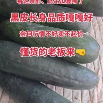 好地好水出好瓜，广西坛洛精品地冬瓜
