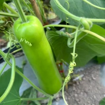瓠瓜25-35mm每日3000-6000斤欢迎各位老板来洽谈