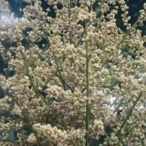 自家的桂圆花蜂蜜