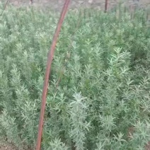 新疆大果粒沙棘苗