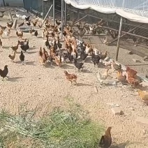 小鸡